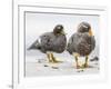 Falkland flightless steamer duck. Falkland Islands-Martin Zwick-Framed Photographic Print