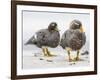 Falkland flightless steamer duck. Falkland Islands-Martin Zwick-Framed Photographic Print