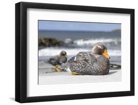 Falkland flightless steamer duck. Falkland Islands-Martin Zwick-Framed Photographic Print