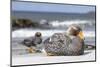 Falkland flightless steamer duck. Falkland Islands-Martin Zwick-Mounted Photographic Print