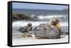 Falkland flightless steamer duck. Falkland Islands-Martin Zwick-Framed Stretched Canvas