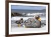 Falkland flightless steamer duck. Falkland Islands-Martin Zwick-Framed Photographic Print