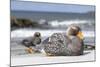 Falkland flightless steamer duck. Falkland Islands-Martin Zwick-Mounted Photographic Print