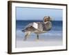 Falkland Flightless Steamer Duck. Male and Female. Falkland Islands-Martin Zwick-Framed Photographic Print