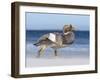 Falkland Flightless Steamer Duck. Male and Female. Falkland Islands-Martin Zwick-Framed Photographic Print