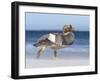 Falkland Flightless Steamer Duck. Male and Female. Falkland Islands-Martin Zwick-Framed Photographic Print