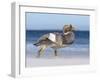 Falkland Flightless Steamer Duck. Male and Female. Falkland Islands-Martin Zwick-Framed Photographic Print