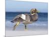 Falkland Flightless Steamer Duck. Male and Female. Falkland Islands-Martin Zwick-Mounted Photographic Print