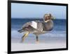 Falkland Flightless Steamer Duck. Male and Female. Falkland Islands-Martin Zwick-Framed Photographic Print