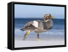 Falkland Flightless Steamer Duck. Male and Female. Falkland Islands-Martin Zwick-Framed Stretched Canvas