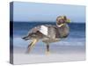 Falkland Flightless Steamer Duck. Male and Female. Falkland Islands-Martin Zwick-Stretched Canvas