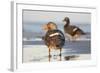 Falkland Flightless Steamer Duck. Male and Female. Falkland Islands-Martin Zwick-Framed Photographic Print