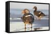 Falkland Flightless Steamer Duck. Male and Female. Falkland Islands-Martin Zwick-Framed Stretched Canvas