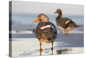 Falkland Flightless Steamer Duck. Male and Female. Falkland Islands-Martin Zwick-Stretched Canvas