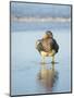 Falkland flightless steamer duck. Male shows an orange, female a greenish beak, Falkland Islands.-Martin Zwick-Mounted Photographic Print