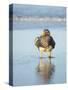 Falkland flightless steamer duck. Male shows an orange, female a greenish beak, Falkland Islands.-Martin Zwick-Stretched Canvas