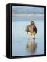 Falkland flightless steamer duck. Male shows an orange, female a greenish beak, Falkland Islands.-Martin Zwick-Framed Stretched Canvas