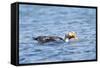 Falkland Flightless Steamer Duck-Joe McDonald-Framed Stretched Canvas