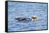 Falkland Flightless Steamer Duck-Joe McDonald-Framed Stretched Canvas