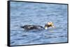 Falkland Flightless Steamer Duck-Joe McDonald-Framed Stretched Canvas