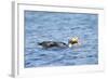 Falkland Flightless Steamer Duck-Joe McDonald-Framed Photographic Print