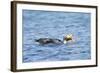 Falkland Flightless Steamer Duck-Joe McDonald-Framed Photographic Print