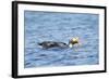 Falkland Flightless Steamer Duck-Joe McDonald-Framed Photographic Print