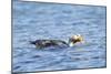 Falkland Flightless Steamer Duck-Joe McDonald-Mounted Photographic Print