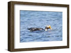 Falkland Flightless Steamer Duck-Joe McDonald-Framed Photographic Print