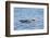 Falkland Flightless Steamer Duck-Joe McDonald-Framed Photographic Print