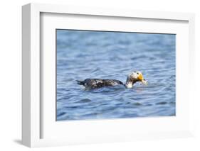 Falkland Flightless Steamer Duck-Joe McDonald-Framed Photographic Print