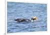 Falkland Flightless Steamer Duck-Joe McDonald-Framed Photographic Print