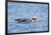 Falkland Flightless Steamer Duck-Joe McDonald-Framed Photographic Print