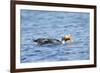 Falkland Flightless Steamer Duck-Joe McDonald-Framed Photographic Print