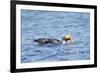 Falkland Flightless Steamer Duck-Joe McDonald-Framed Photographic Print