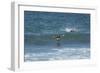 Falkland Flightless Steamer Duck-Joe McDonald-Framed Photographic Print