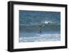 Falkland Flightless Steamer Duck-Joe McDonald-Framed Photographic Print