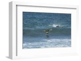 Falkland Flightless Steamer Duck-Joe McDonald-Framed Photographic Print