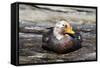 Falkland Flightless Steamerduck (Tachyeres Brachypterus) Male on Beach, the Neck, Saunders Island-Eleanor Scriven-Framed Stretched Canvas