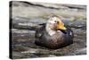 Falkland Flightless Steamerduck (Tachyeres Brachypterus) Male on Beach, the Neck, Saunders Island-Eleanor Scriven-Stretched Canvas