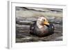 Falkland Flightless Steamerduck (Tachyeres Brachypterus) Male on Beach, the Neck, Saunders Island-Eleanor Scriven-Framed Photographic Print