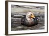 Falkland Flightless Steamerduck (Tachyeres Brachypterus) Male on Beach, the Neck, Saunders Island-Eleanor Scriven-Framed Photographic Print