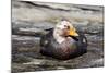 Falkland Flightless Steamerduck (Tachyeres Brachypterus) Male on Beach, the Neck, Saunders Island-Eleanor Scriven-Mounted Photographic Print