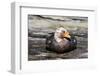 Falkland Flightless Steamerduck (Tachyeres Brachypterus) Male on Beach, the Neck, Saunders Island-Eleanor Scriven-Framed Photographic Print