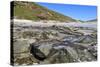 Falkland Flightless Steamerduck (Tachyeres Brachypterus) on Beach-Eleanor-Stretched Canvas