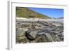 Falkland Flightless Steamerduck (Tachyeres Brachypterus) on Beach-Eleanor-Framed Photographic Print