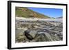 Falkland Flightless Steamerduck (Tachyeres Brachypterus) on Beach-Eleanor-Framed Photographic Print