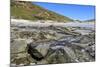 Falkland Flightless Steamerduck (Tachyeres Brachypterus) on Beach-Eleanor-Mounted Photographic Print