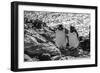 Falkland Islands, black and white image of pair of rockhopper penguins nesting on cliff, New Island-Howie Garber-Framed Photographic Print