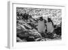 Falkland Islands, black and white image of pair of rockhopper penguins nesting on cliff, New Island-Howie Garber-Framed Photographic Print